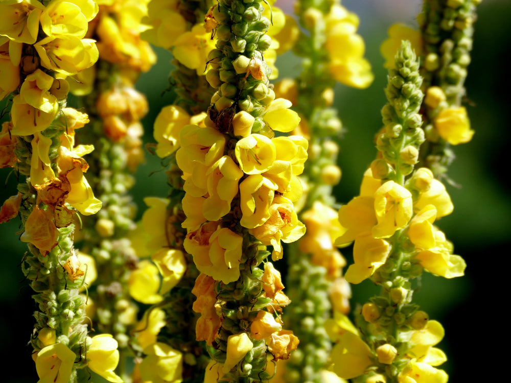 Experience The Amazing Benefits of Mullein
