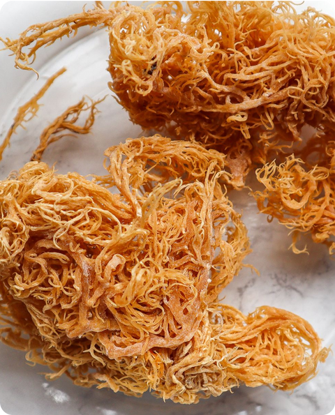 So, What’s the Deal With Sea Moss?